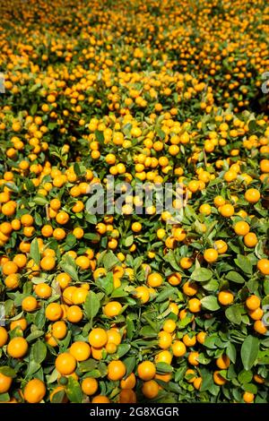 Kumquat Trees, eine traditionelle Dekoration für das chinesische Neujahr, zum Verkauf auf einem Nachtmarkt in Yuen Long, New Territories, Hong Kong Stockfoto