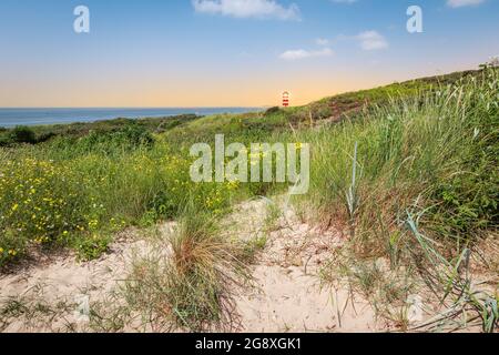 Dünenlandschaft am Nordseestrand in Zeeland, Niederlande. Stockfoto