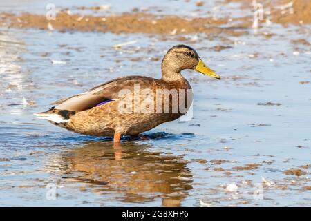 Eine weibliche Stockente oder Wildente (Anas platyrhynchos) am Ufer eines Teiches im Naturschutzgebiet Marismas del Odiel, Huelva, Andalusien, Spanien Stockfoto