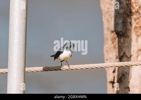 Willie Wagtail Vogel sitzt auf einem Pfosten. Stockfoto