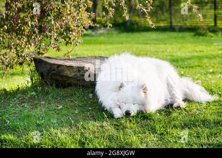 Porträt des alten Samoyed Hund draußen Stockfoto