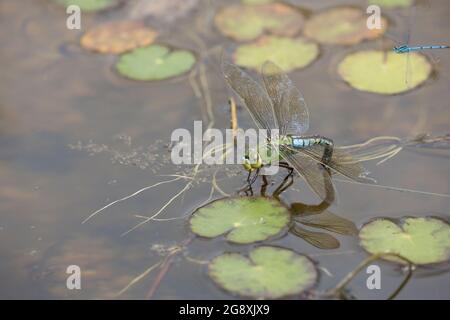 Eine weibliche Kaiserdragonfly Anax Imperator; eierlegend in einem kleinen Teich, Cotswolds, Großbritannien Stockfoto