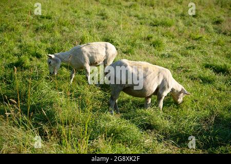Grasende Mutterschafe kurz nach dem Schern. Schafe im Sommer, nachdem ihr Wintermantel entfernt wurde. Stockfoto