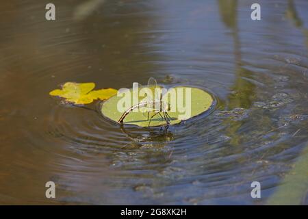 Eine weibliche Kaiserdragonfly Anax Imperator; eierlegend in einem kleinen Teich, Cotswolds, Großbritannien Stockfoto