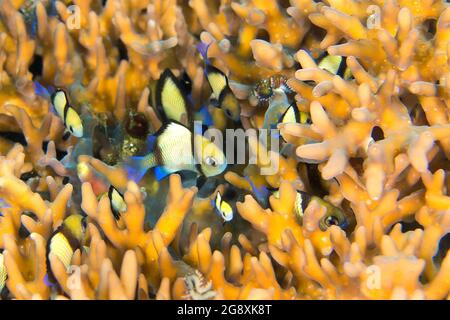 Two Stripe Damegoistisch, reticulate Dascyllus, Headband Humbug, Dascyllus reticulatus, Lembeh, Nord-Sulawesi, Indonesien, Asien Stockfoto