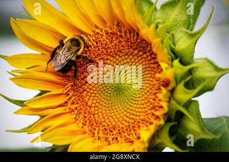 Eine Hummel sammelt Pollen auf einer Sonnenblume. Nahaufnahme. Stockfoto