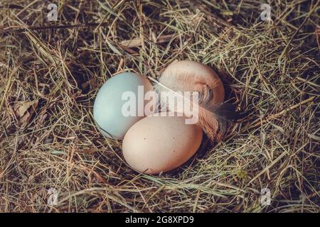 Nahaufnahme von drei Hühnereiern mit einer Feder in einem Strohnest. Ein weißes und zwei braune Eier in einem Hühnernest, getöntes Foto Stockfoto