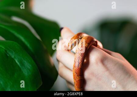 Maisschlange umwickelt Frau Hand auf grünem Natur Hintergrund. Exotisches Haustier. Nahaufnahme. Wildlife-Konzept. Stockfoto