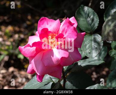 Rosa „Prima Ballerina“ Stockfoto