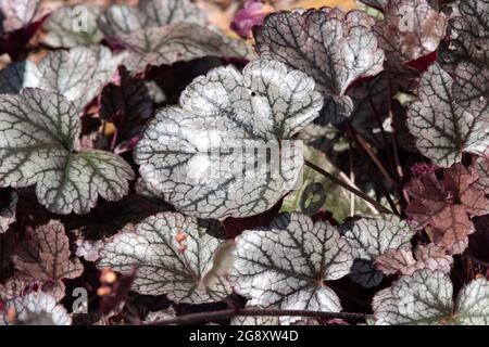 Heuchera „Silver Scrolls“ Stockfoto