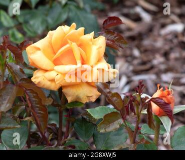 Rose einfach das Beste Stockfoto