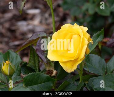 Rose glücklich Goldene Hochzeit Stockfoto