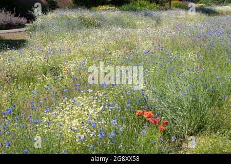 Wiesenbepflanzung in den Breezy Knees Gärten Stockfoto