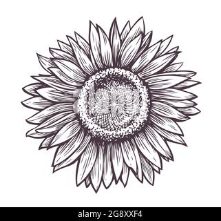 Sonnenblume mit Samen Skizze. Handgezeichnete Blume mit Blütenblättern vintage gravierte Illustration Stock Vektor