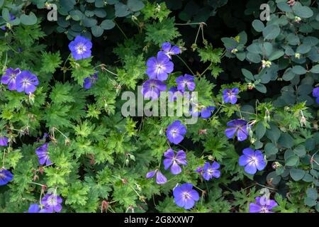 Geranium Rozanne Stockfoto