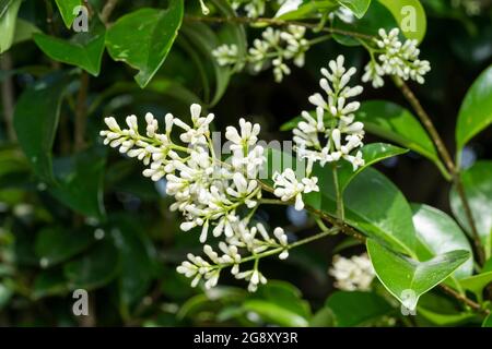 Japanischer Privatspitz (Ligustrum japonicum), Stadt Isehara, Präfektur Kanagawa, Japan Stockfoto