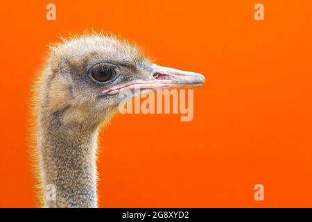 Porträt eines Straußenkopfprofils.Vogel-Strauß mit lustigem Blick auf einem orangen Hintergrund.Nahaufnahme.Raum kopieren. Stockfoto