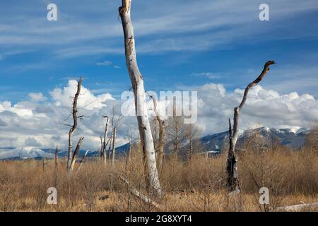 Cottonwood Forest Burn, Grannis Fishing Access Site, Park County, Montana Stockfoto