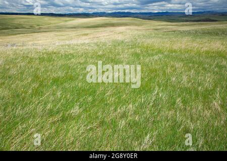 Prairie Grünland, Little Bighorn Battlefield National Monument, Montana Stockfoto