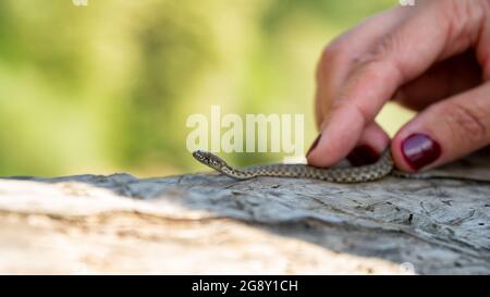 Würfelschlange (Natrix tessellata) - Vorbereitung für ein Fotoshooting Stockfoto