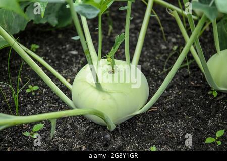 Brassica oleracea, bekannt als Kohlrabi, Kohlrübe oder deutsche Rübe, frische neue Pflanzen, die in einem selbstgemachten Erdboden in einem Garten wachsen, Deutschland, Europa Stockfoto