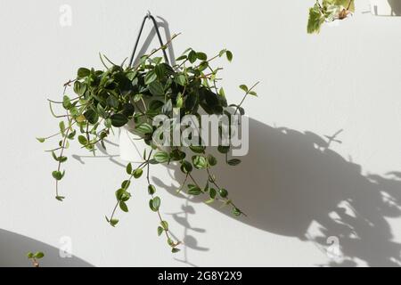 Grüne Pflanze in einem Topf, der an einer weißen Wand hängt. Stockfoto