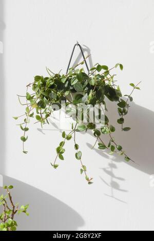 Grüne Pflanze in einem Topf, der an einer weißen Wand hängt. Stockfoto
