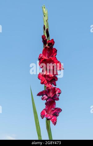 Ein Detail eines dunkelroten Gladiolus, der vor kurzem am blauen Himmel aufblühte Stockfoto