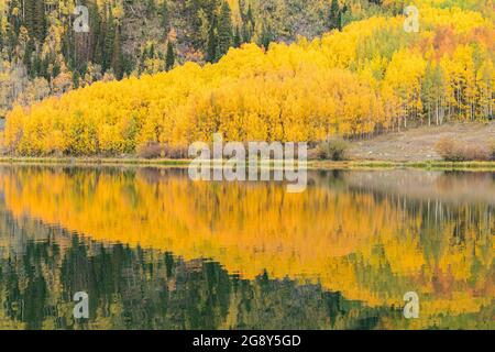 Spiegelung der herbstlichen Espenbäume entlang des Sees in den San Juan Mountains von Colorado Stockfoto