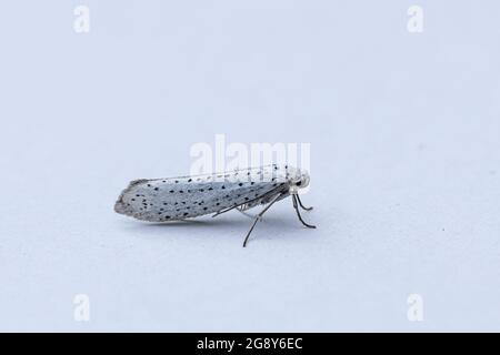 Birkkirsche-Erdmaulmotte (Yponomeuta evonymella) Stockfoto