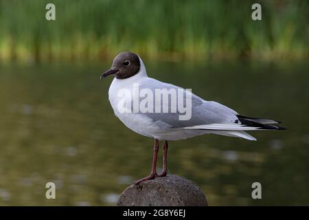 Lachmöwe (Chroicocephalus Ridibundus) Stockfoto