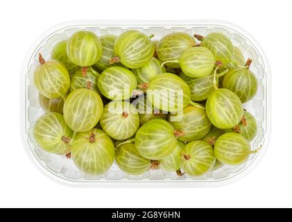 Grüne Stachelbeeren in einem Plastikbehälter. Frische reife Beeren, Früchte von Ribes, auch als europäische Stachelbeere bekannt, mit süßem Geschmack. Stockfoto