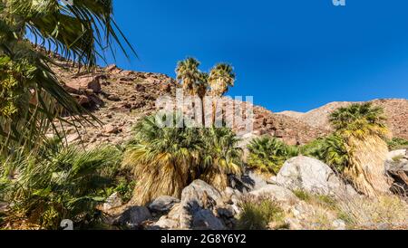 Palmenoase entlang eines Baches im Anza Borrego State Park, Kalifornien Stockfoto