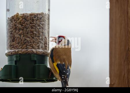 Nahaufnahme eines Goldfinkens, der auf dem Vogel speist Feeder Sonnenblume Herz Samen Stockfoto