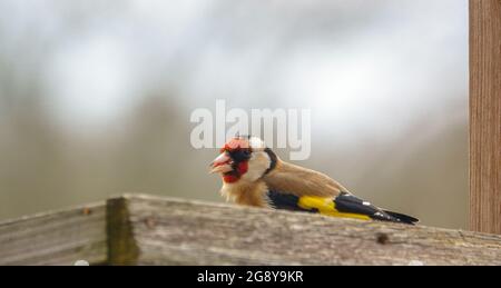 Nahaufnahme eines Goldfinkens, der auf dem Vogel speist Feeder Sonnenblume Herz Samen Stockfoto