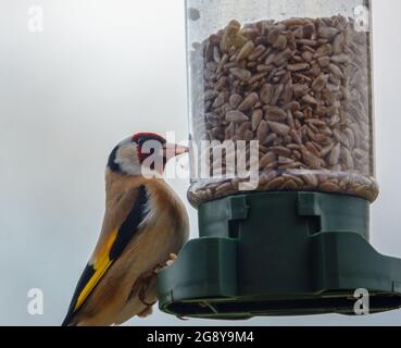 Nahaufnahme eines Goldfinkens, der auf dem Vogel speist Feeder Sonnenblume Herz Samen Stockfoto