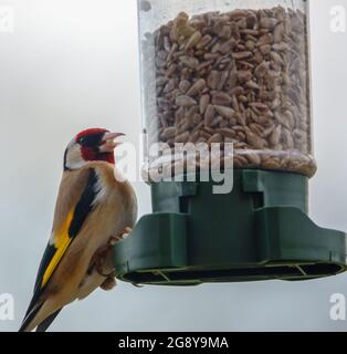 Nahaufnahme eines Goldfinkens, der auf dem Vogel speist Feeder Sonnenblume Herz Samen Stockfoto