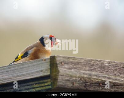Nahaufnahme eines Goldfinkens, der auf dem Vogel speist Feeder Sonnenblume Herz Samen Stockfoto