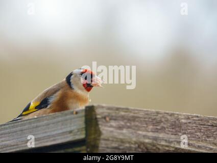 Nahaufnahme eines Goldfinkens, der auf dem Vogel speist Feeder Sonnenblume Herz Samen Stockfoto