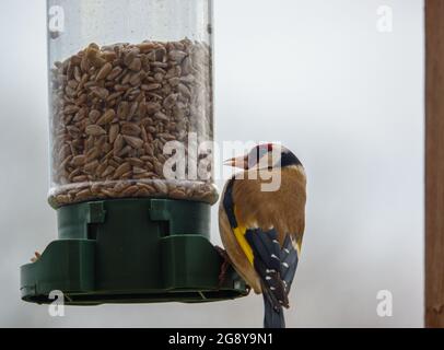 Nahaufnahme eines Goldfinkens, der auf dem Vogel speist Feeder Sonnenblume Herz Samen Stockfoto