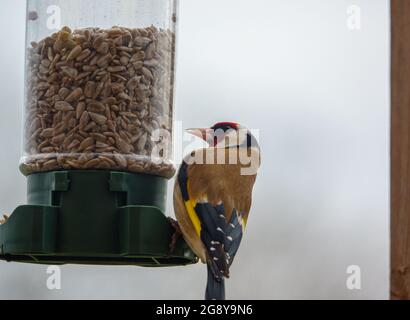 Nahaufnahme eines Goldfinkens, der auf dem Vogel speist Feeder Sonnenblume Herz Samen Stockfoto