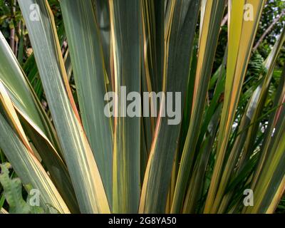 Nahaufnahme der Blätter der neuseeländischen Flachspflanze, aufgenommen in einem Garten in der Nähe der Stadt Arcabuco im Zentrum Kolumbiens. Stockfoto