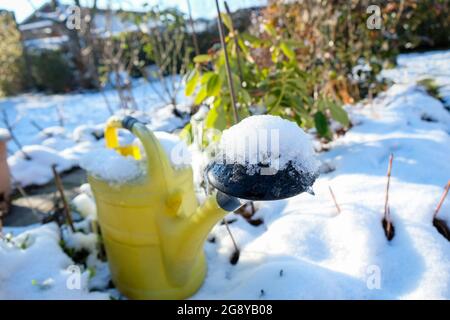 Im Winter steht im verschneiten Garten eine gelbe Gießkanne Stockfoto