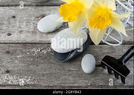 Balancierende Kieselsteine und gelbe Blumen, ZEN Stone Garden auf Holzhintergrund, Spa ruhiges Szenenkonzept Stockfoto