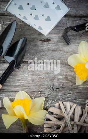 Gartengeräte, Weidenherz, Pflanzen auf Vintage-Holztisch. Frühling im Garten Hintergrund Stockfoto