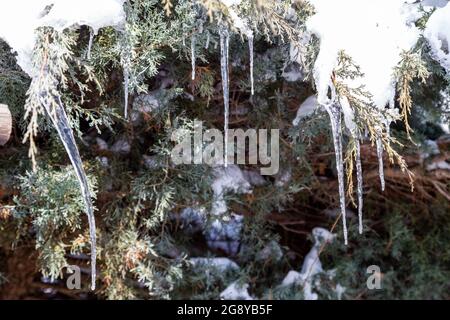 Wunderbare Eiszapfen, die im Winter am Ast eines Nadelbaums im Garten hängen Stockfoto