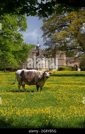 Englisches Longhorn-Rind grast auf Wiesen außerhalb von Rousham House, Oxfordshire, England Stockfoto