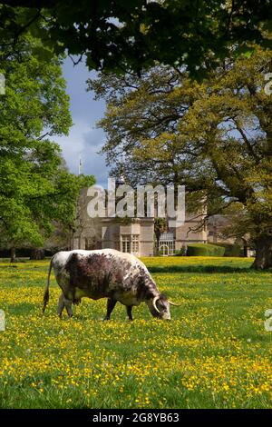 Englisches Longhorn-Rind grast auf Wiesen außerhalb von Rousham House, Oxfordshire, England Stockfoto