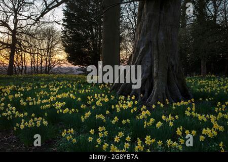 Frühlingshafte Narzissen am späten Abend im Woodland, england Stockfoto