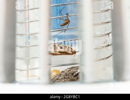 Tote Insekten im elektrischen Insektenzapper oder Moskitokiller, Nahaufnahme. Eine Motte und eine Mücke stecken auf dem elektronischen Gitter fest. Verwendet als Schädlingsbekämpfung für in Bac Stockfoto